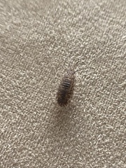 Oniscidea