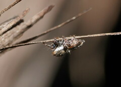 Salticidae