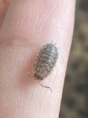 Oniscidea