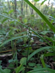 Spiranthes ovalis erostellata