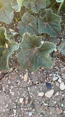 Cucumis melo