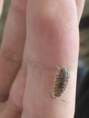 Oniscidea