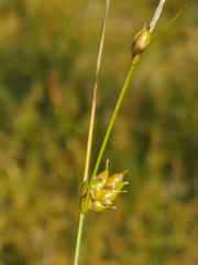 Carex oligosperma