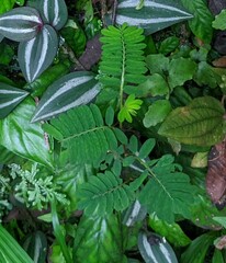 Phyllanthus urinaria