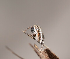 Salticidae