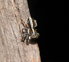Salticidae