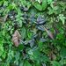 Adiantum nudum - Photo (c) Zac Peterson, some rights reserved (CC BY-NC), uploaded by Zac Peterson