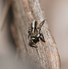 Salticidae