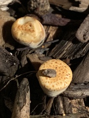 Crucibulum