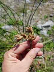 Schoenoplectus acutus