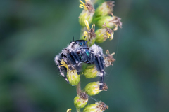 Phidippus otiosus