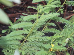 Chamaecrista nictitans