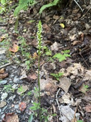 Spiranthes ovalis erostellata