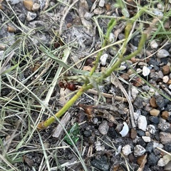 Pogonomyrmex barbatus