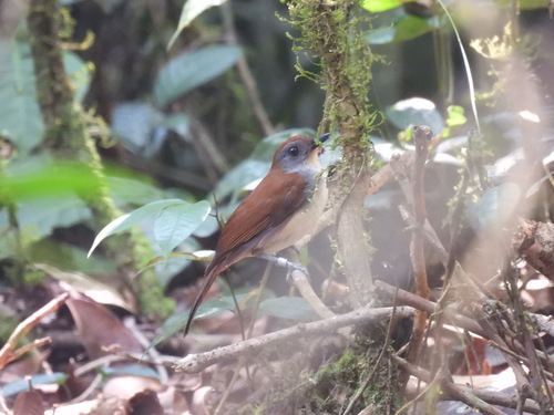 iNaturalist image