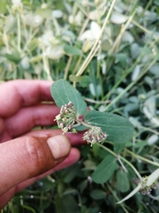 Euphorbia berteroana
