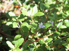 Dyschoriste oblongifolia