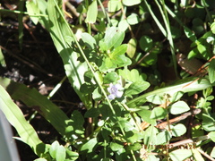 Dyschoriste oblongifolia