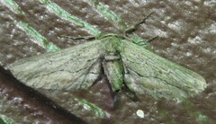 Holochroa dissociarius