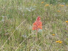 Dichromanthus cinnabarinus