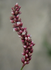Persicaria barbata