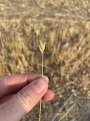 Bromus catharticus