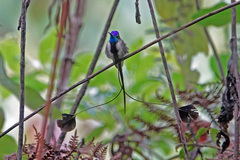 Loddigesia mirabilis