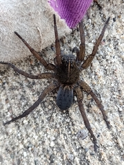 Tigrosa helluo