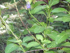 Stachytarpheta