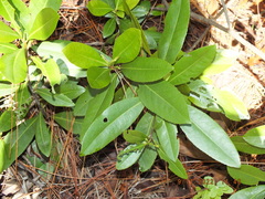 Gordonia lasianthus