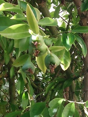 Pereskia grandifolia