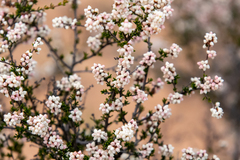 Cryptandra tomentosa