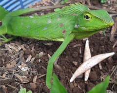 Bronchocela jubata
