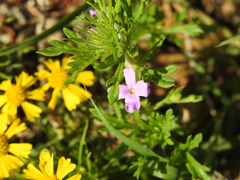 Dyschoriste linearis