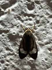 Arctiinae