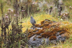 Geospizopsis unicolor