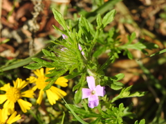 Dyschoriste linearis