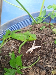 Bronchocela jubata