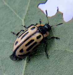 Chrysomela scripta