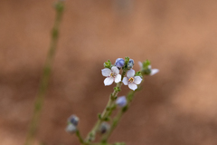Cyanothamnus coerulescens