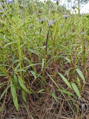 Eurybia hemispherica