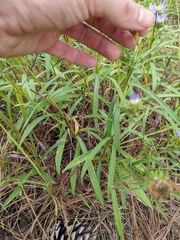 Eurybia hemispherica