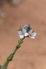 Cyanothamnus coerulescens