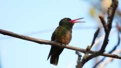 Hylocharis chrysura