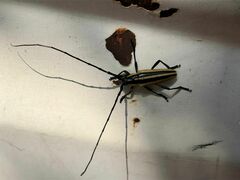 Sphaenothecus trilineatus