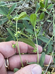 Ditaxis humilis