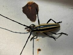 Sphaenothecus trilineatus