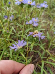 Eurybia hemispherica
