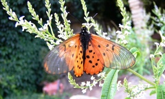 Acraea horta