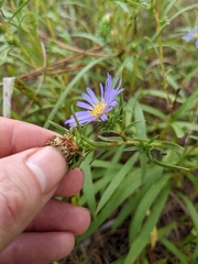 Eurybia hemispherica